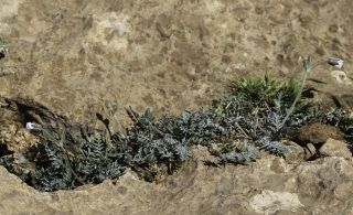 Erodium cheilanthifolium subsp. antariense (Rouy) Maire [3/14]