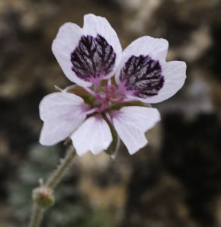 Erodium cheilanthifolium subsp. antariense (Rouy) Maire [5/14]