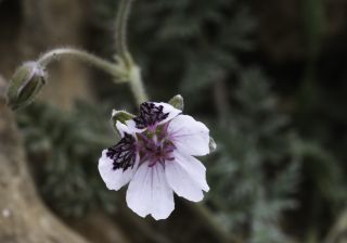 Erodium cheilanthifolium subsp. antariense (Rouy) Maire [10/14]