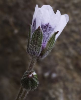 Erodium cheilanthifolium subsp. antariense (Rouy) Maire [11/14]