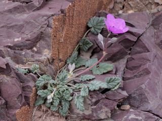 Erodium guttatum (Desf.) Willd. [9/12]