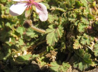 Erodium trifolium (Cav.) Guitt. [3/12]