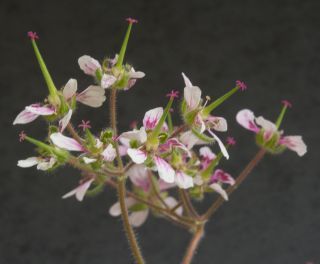 Erodium trifolium (Cav.) Guitt. [12/12]