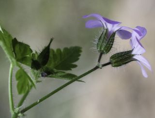 Geranium cataractarum subsp. pitardii Maire [3/5]
