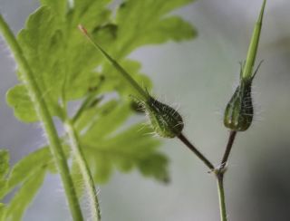 Geranium cataractarum subsp. pitardii Maire [4/5]