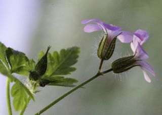 Geranium cataractarum subsp. pitardii Maire [5/5]