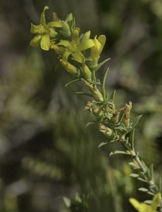 Hypericum aegyptiacum  subsp. maroccanum (Pau) N. Robson [10/10]