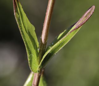 Hypericum perfoliatum L. [3/7]