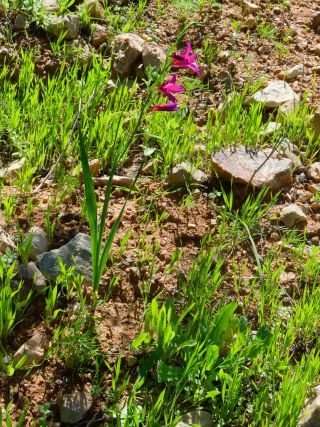 Gladiolus communis L. [1/5]