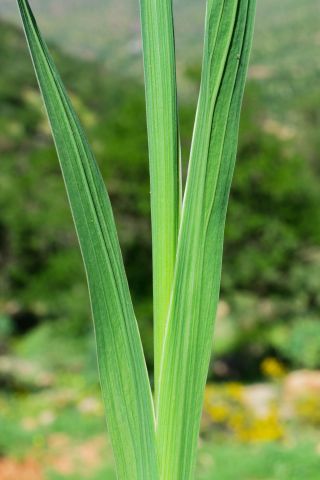 Gladiolus communis L. [2/5]