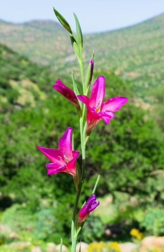Gladiolus communis L. [3/5]