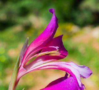 Gladiolus communis L. [4/5]