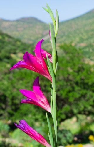Gladiolus communis L. [5/5]