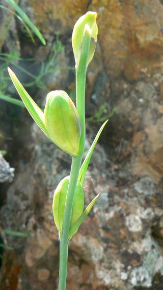 Gladiolus italicus Miller [1/10]