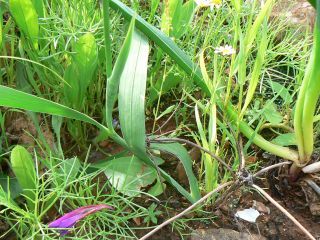 Gladiolus italicus Miller [3/10]