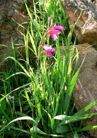 Gladiolus italicus Miller [6/10]