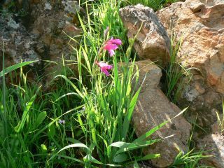Gladiolus italicus Miller [1/7]