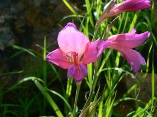 Gladiolus italicus Miller [2/7]