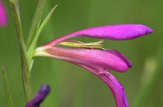Gladiolus italicus Miller [3/7]