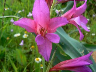 Gladiolus italicus Miller [4/7]