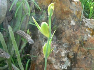 Gladiolus italicus Miller [5/7]