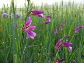 Gladiolus italicus Miller [7/7]
