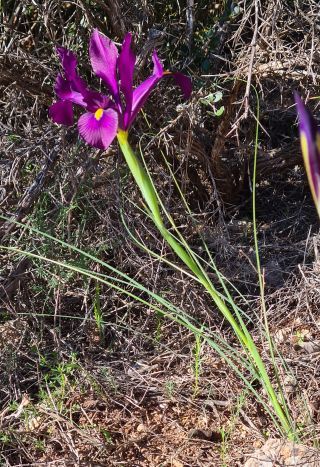 Iris filifolia Boiss. [1/4]