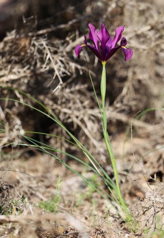 Iris filifolia Boiss. [2/4]