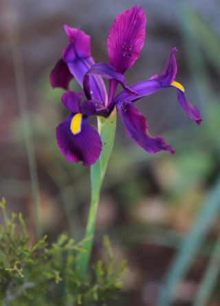 Iris filifolia Boiss. [3/4]