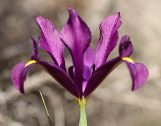 Iris filifolia Boiss. [4/4]