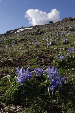 Iris planifolia (Mill.) T. Durand & Schinz [1/3]