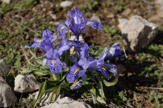 Iris planifolia (Mill.) T. Durand & Schinz [2/3]