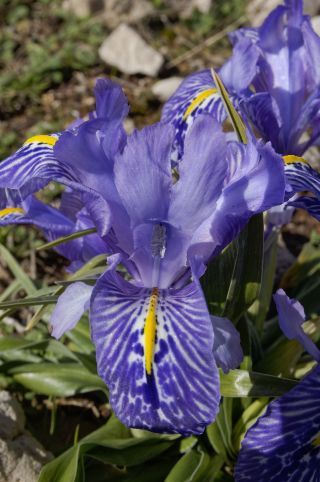 Iris planifolia (Mill.) T. Durand & Schinz [3/3]