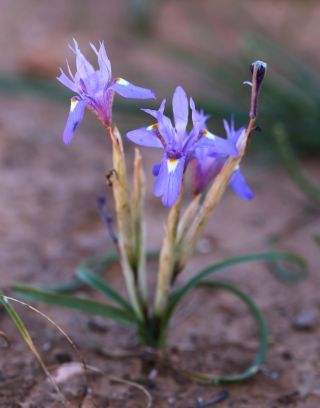 Moraea sisyrinchium (L.) Ker Gawl. [11/12]