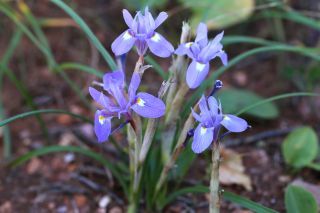 Moraea sisyrinchium (L.) Ker Gawl. [12/12]
