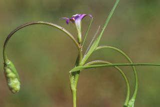 Romulea ramiflora subsp. gaditana (Kunze) Marais [4/7]