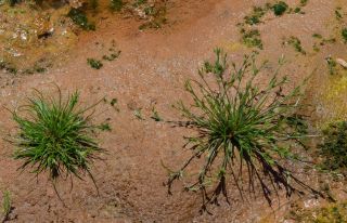 Juncus bufonius L. [1/6]