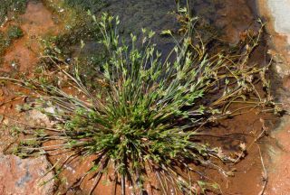 Juncus bufonius L. [2/6]