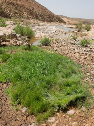 Juncus bufonius L. [3/6]