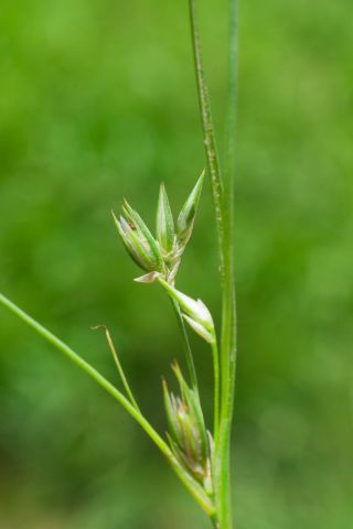 Juncus bufonius L. [4/6]