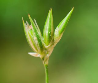 Juncus bufonius L. [5/6]