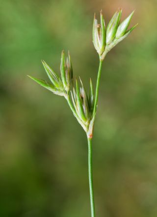 Juncus bufonius L. [6/6]