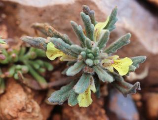 Ajuga iva (L.) Schreber [15/15]