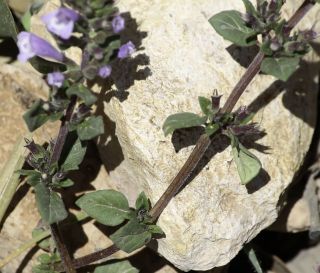 Clinopodium alpinum subsp. meridionale (Nyman) Govaerts [5/7]