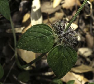 Clinopodium vulgare L. [6/6]