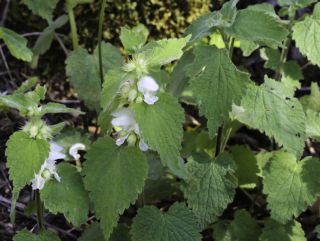 Lamium flexuosum Ten. [1/9]