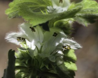 Lamium flexuosum Ten. [5/9]