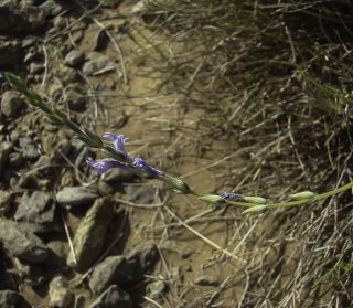 Lavandula coronopifolia Poiret [9/14]