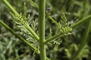 Lavandula coronopifolia Poiret [7/14]