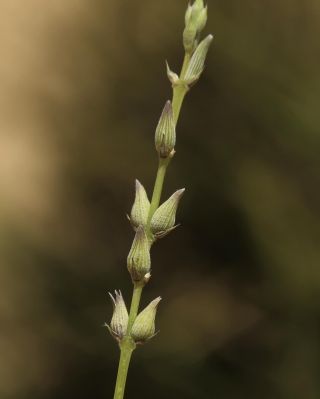 Lavandula coronopifolia Poiret [12/14]